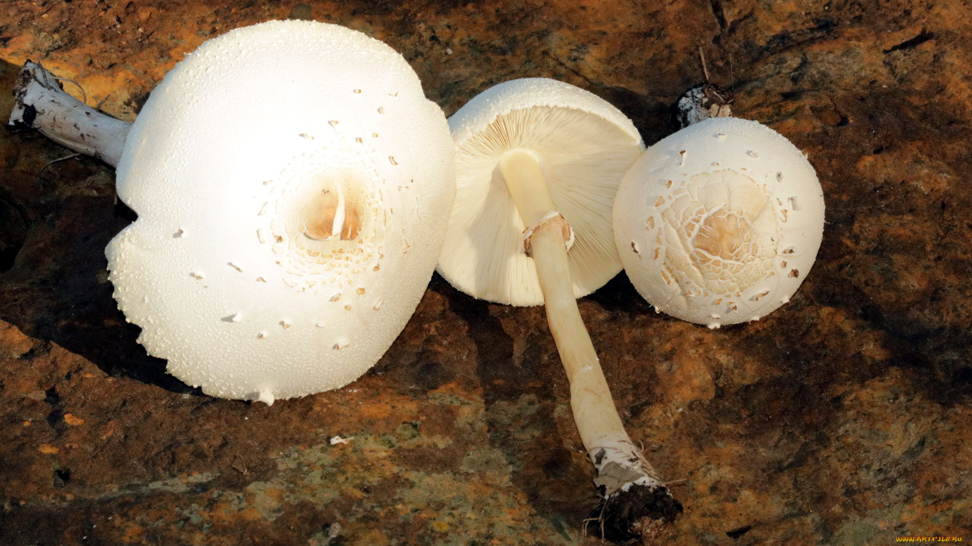 природа, грибы, трио