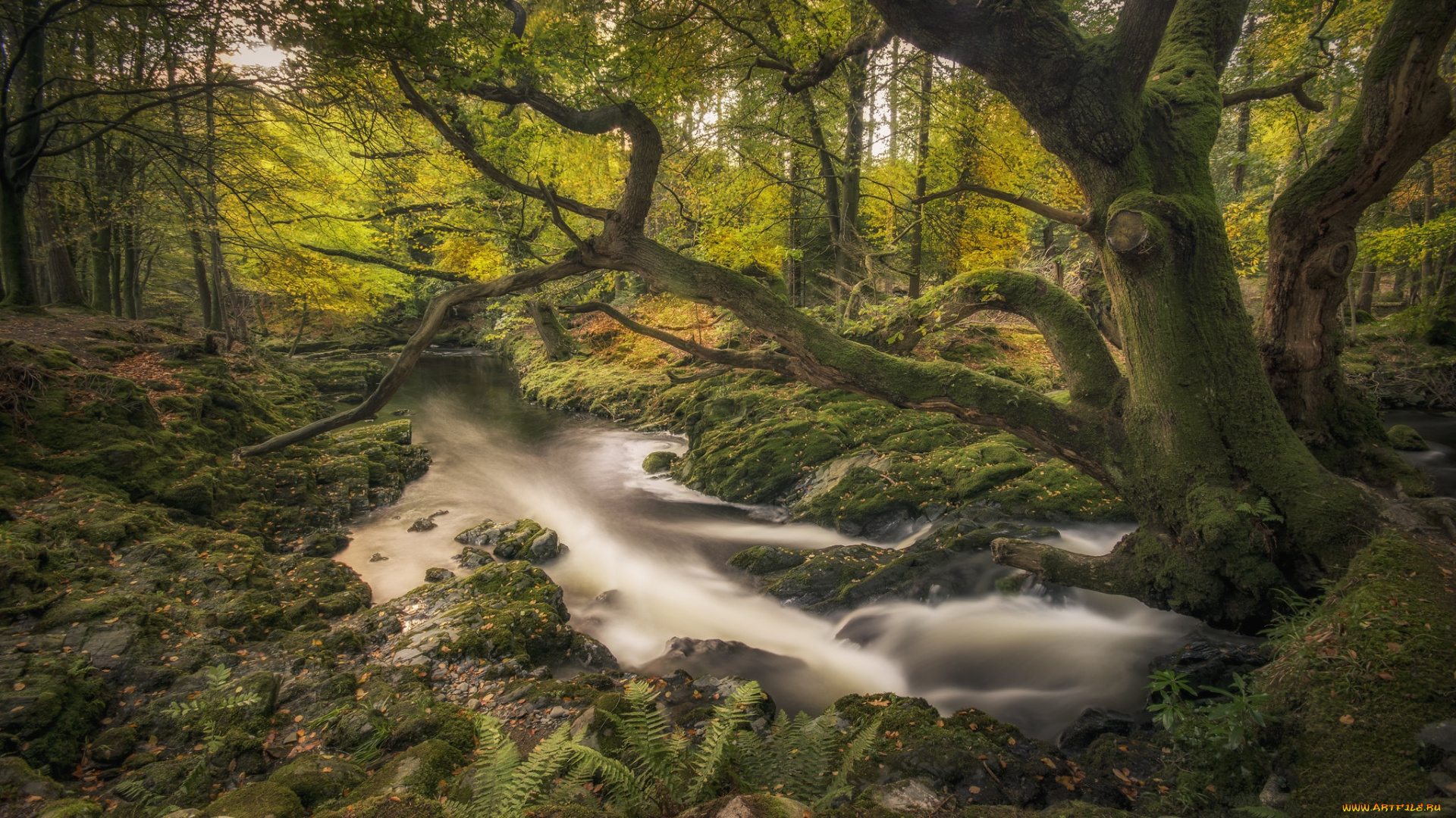 природа, лес, простор