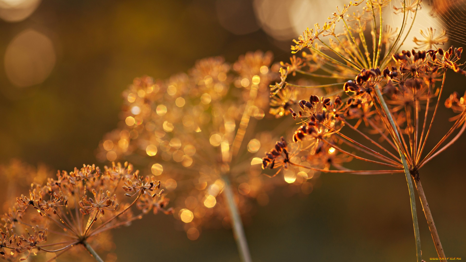 природа, макро, семена, укроп, зонтики