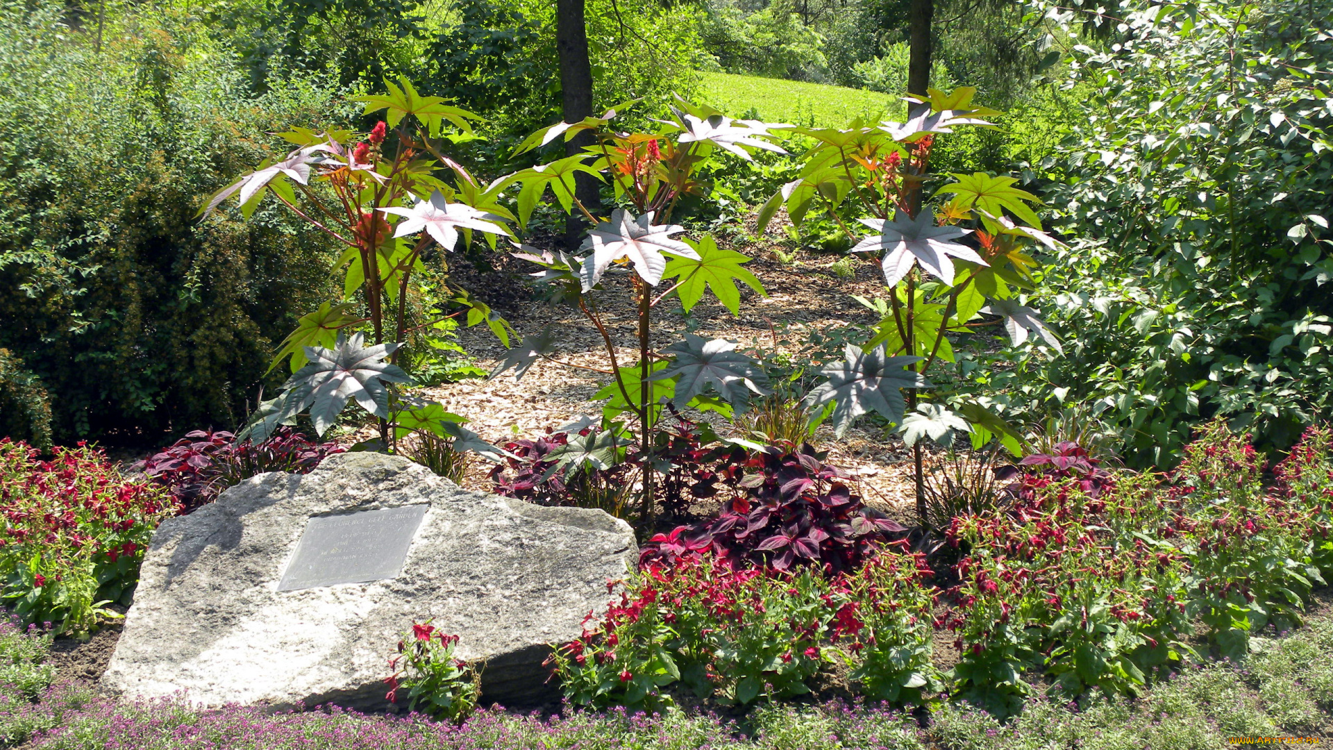 природа, парк, клумба