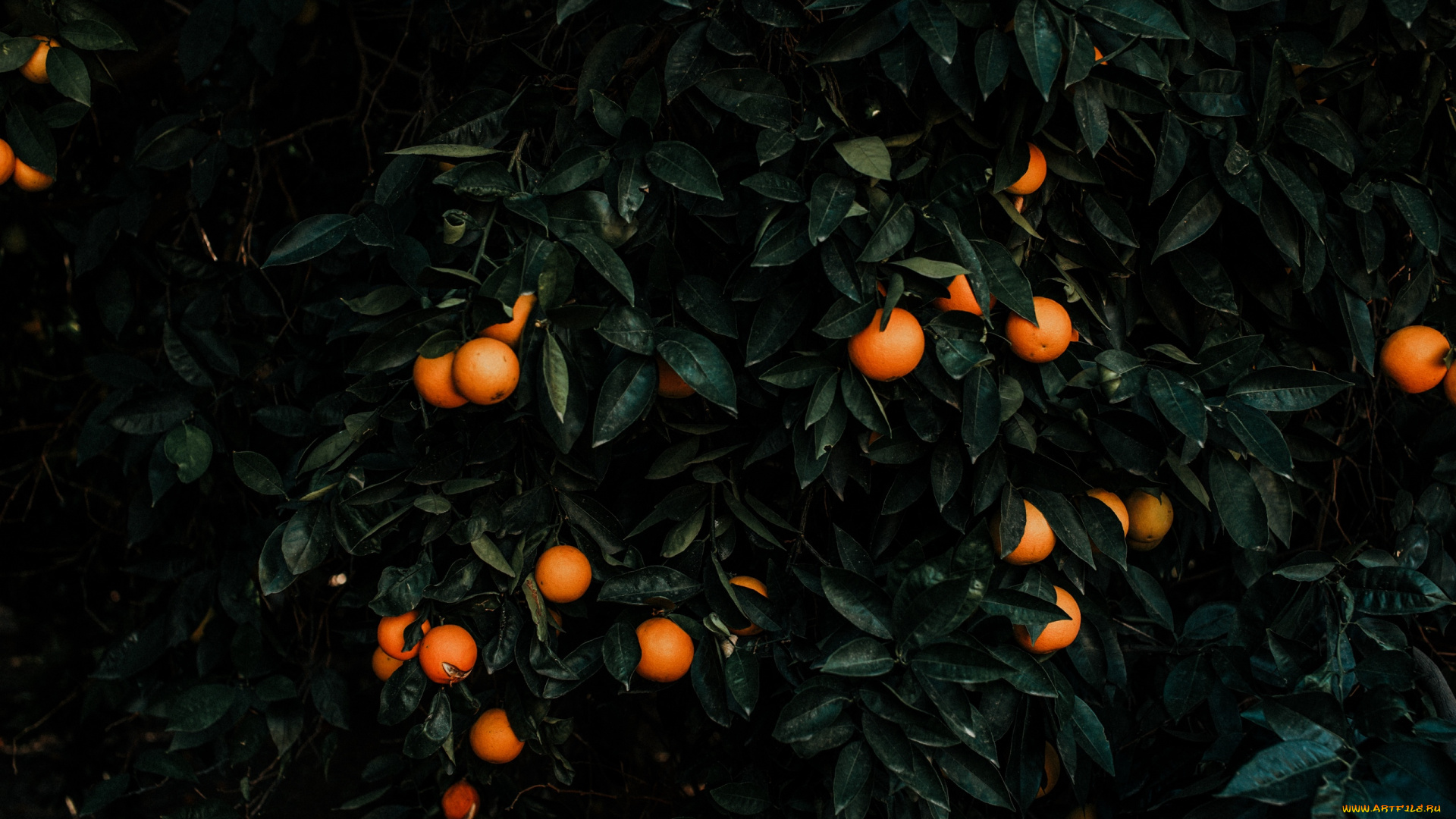 природа, плоды, мандарины