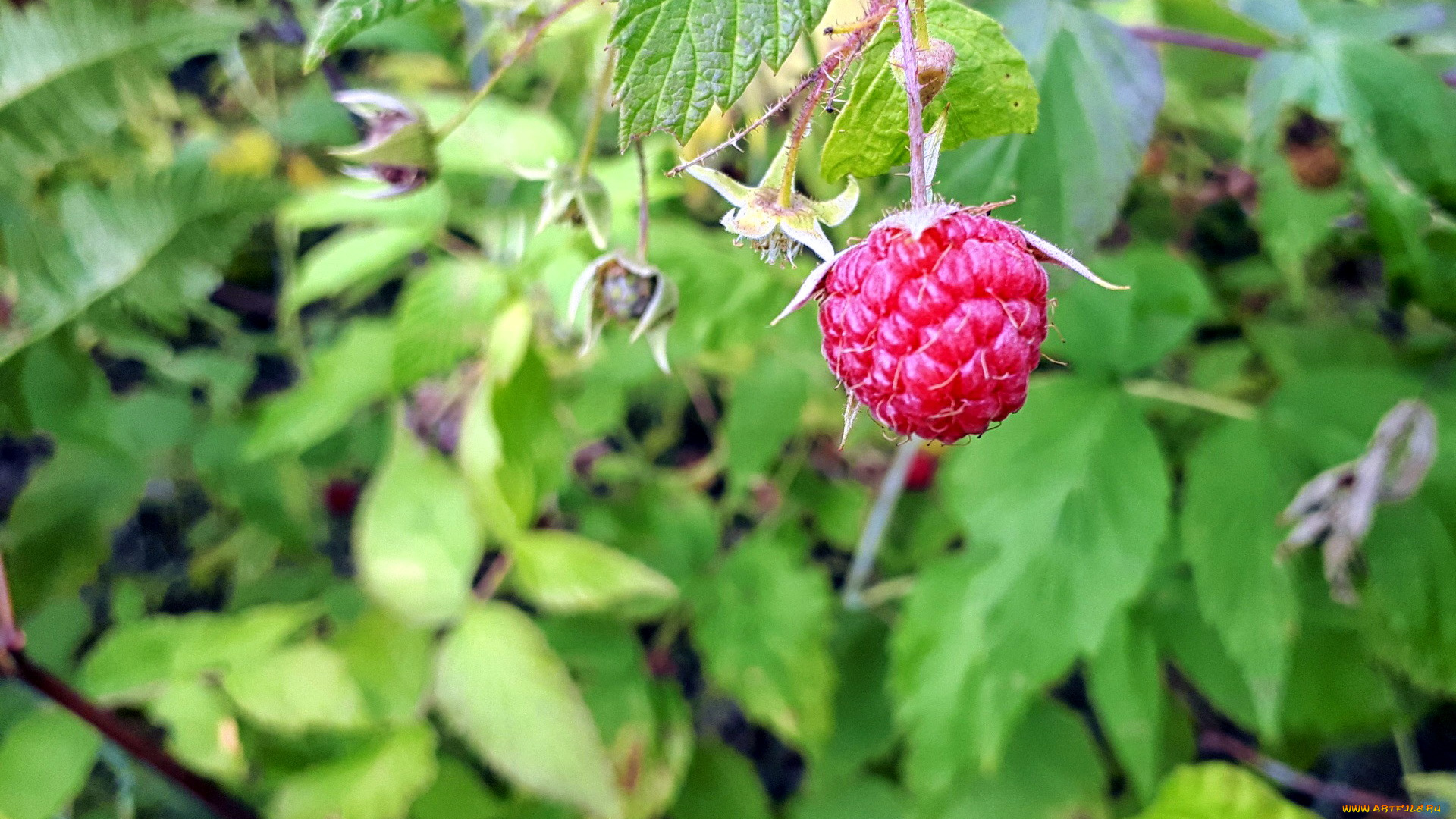 природа, ягоды, ежевика