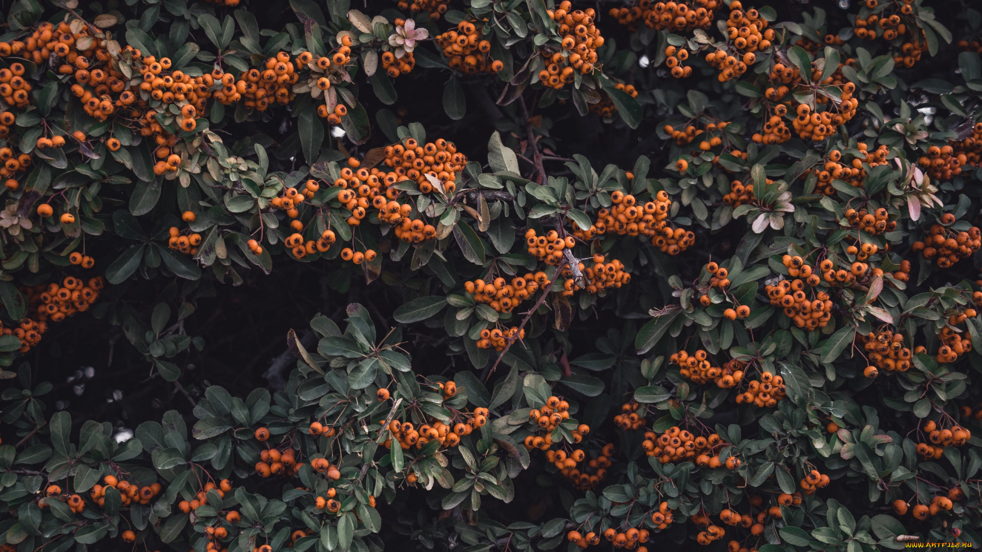 природа, ягоды, куст