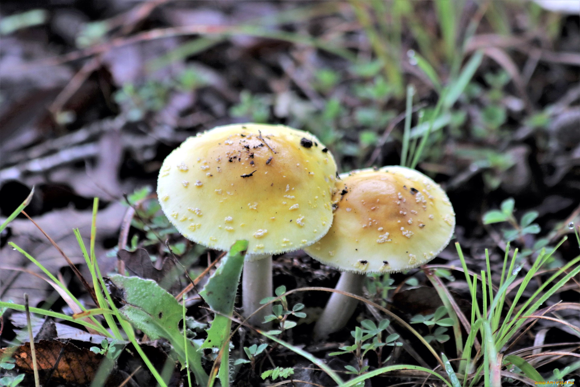 природа, грибы, дуэт