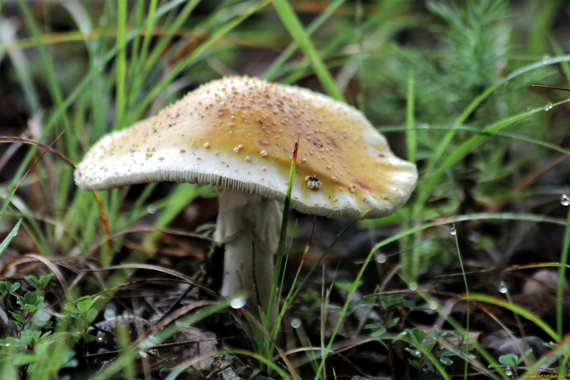 природа, грибы, шляпка