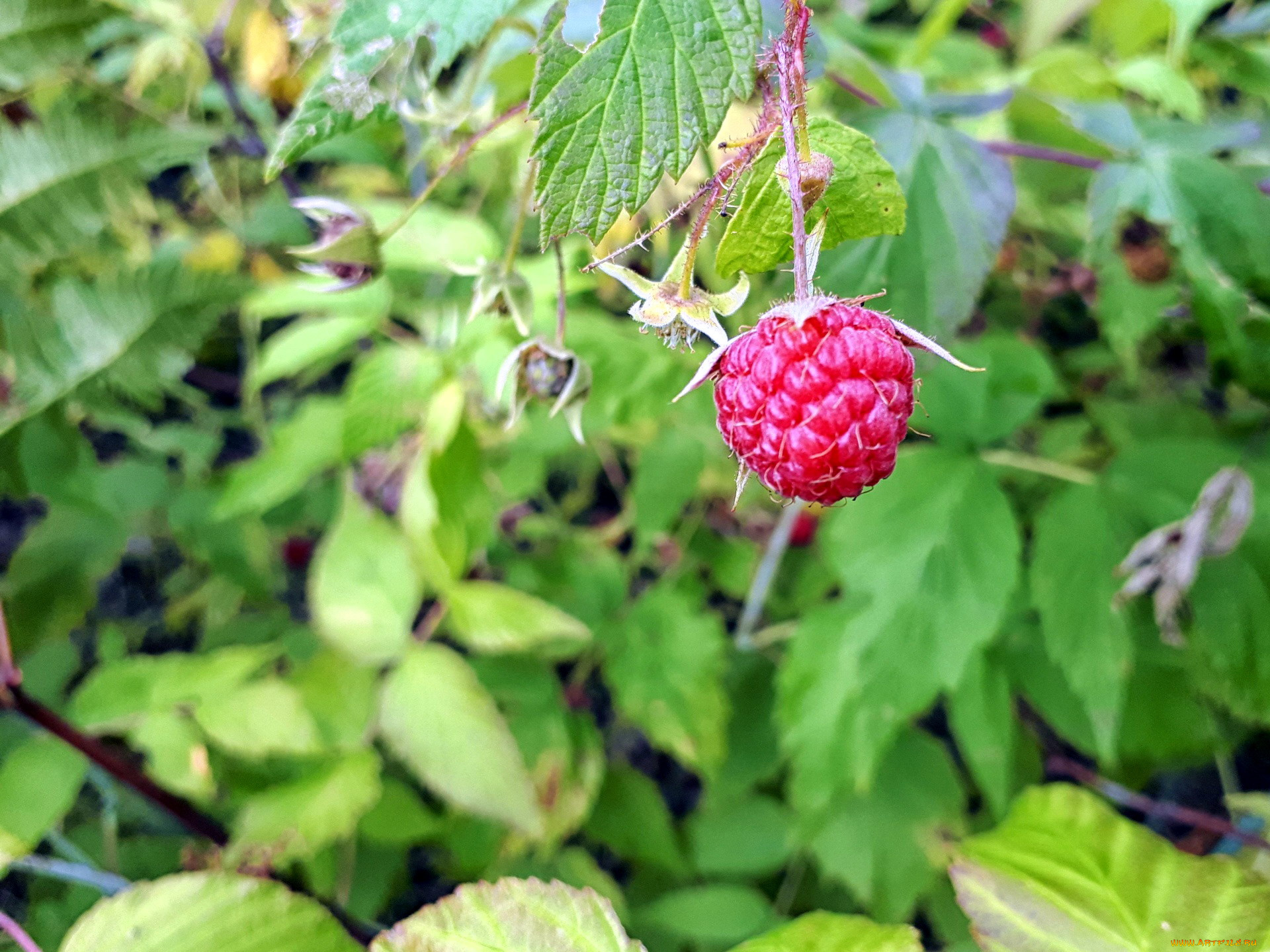 природа, ягоды, ежевика