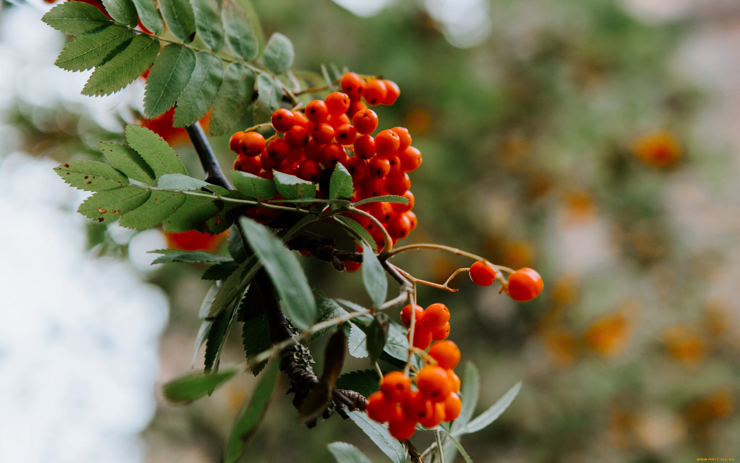 природа, ягоды, , рябина, рябина, ветка