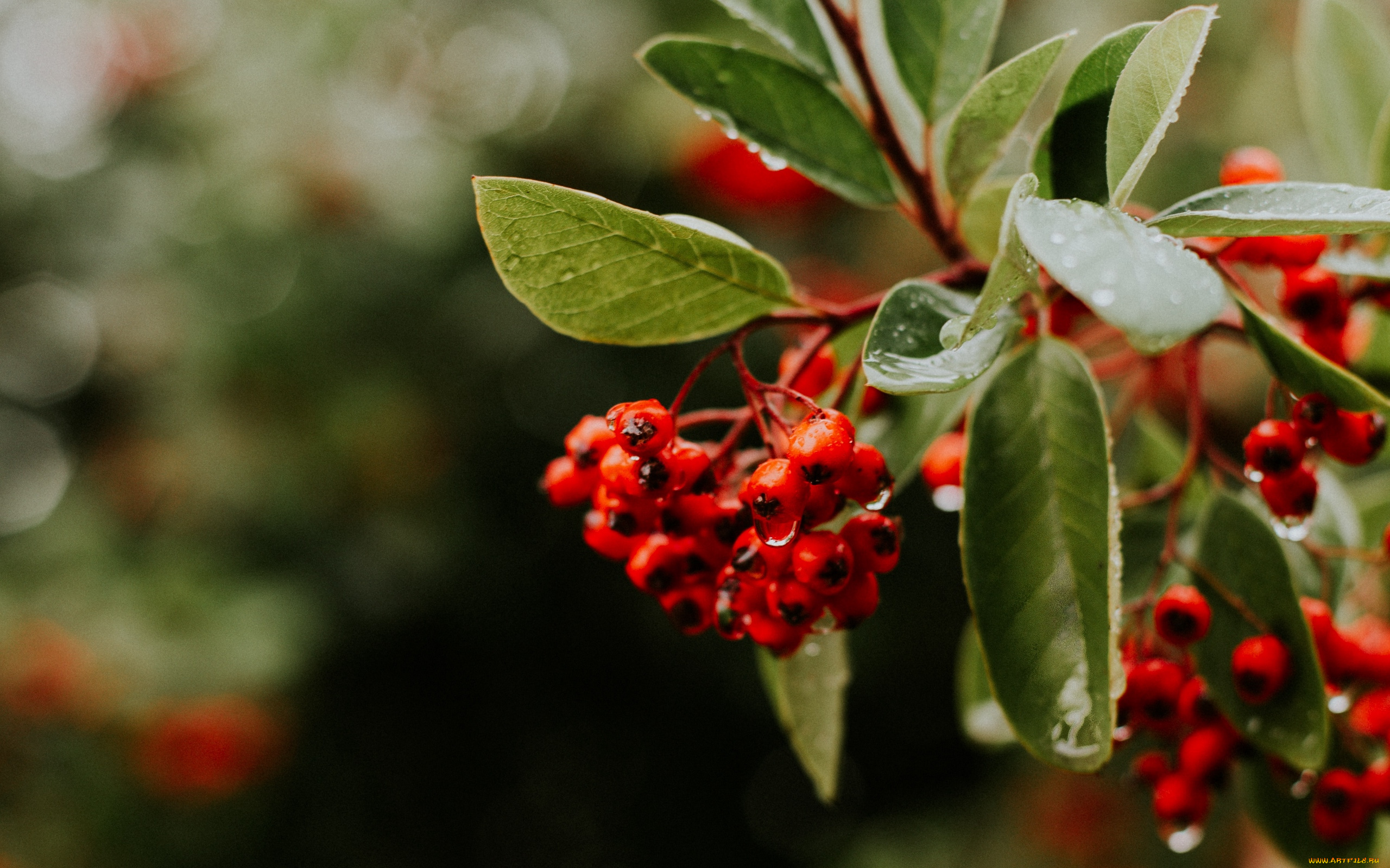 природа, ягоды, красные, капли, ветка
