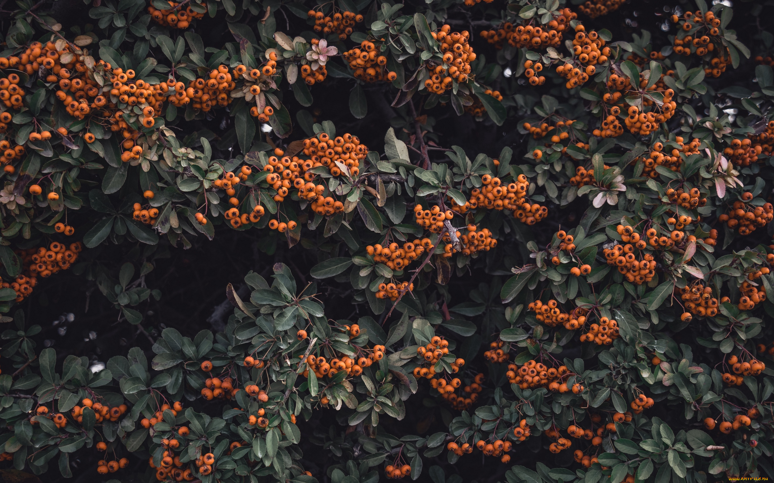 природа, ягоды, куст
