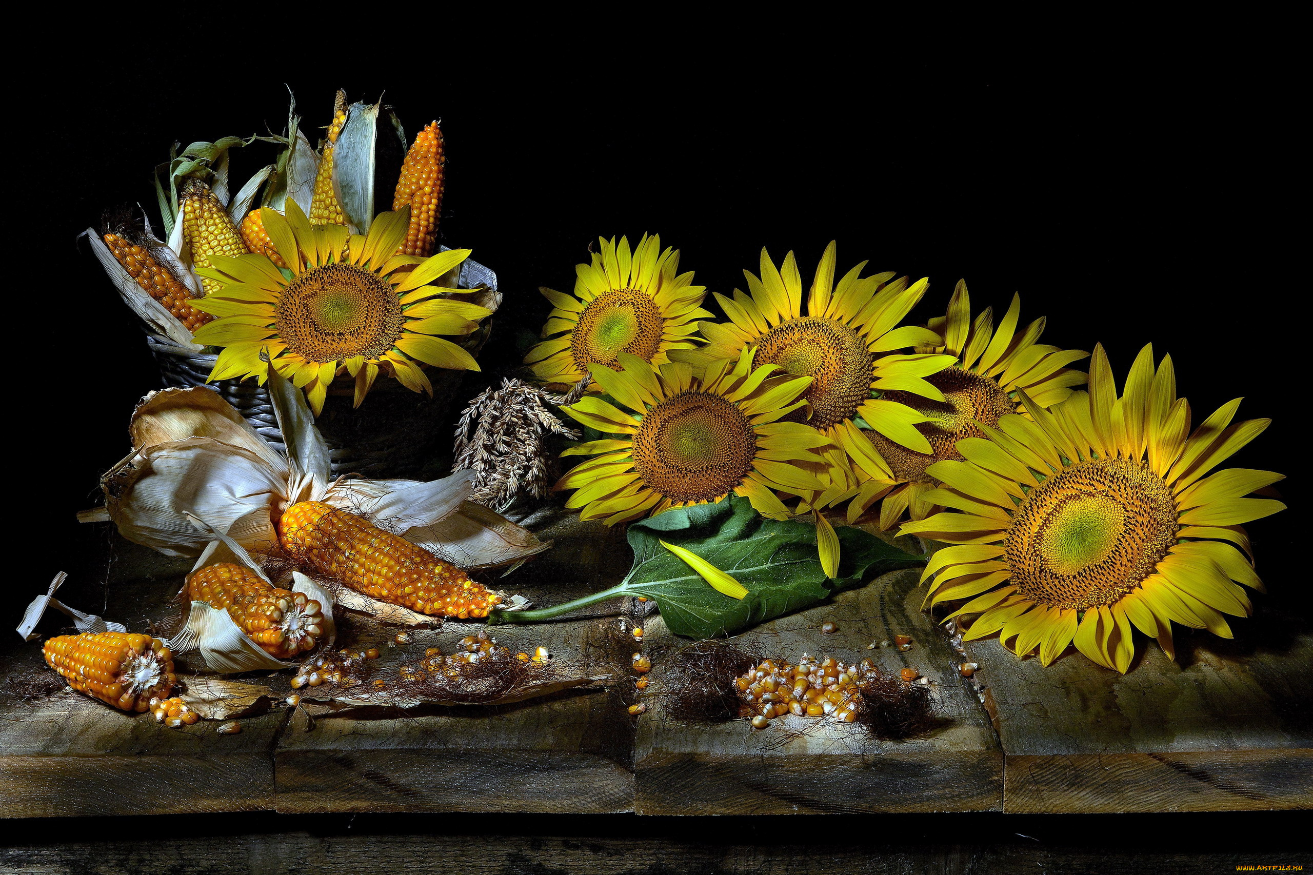 еда, кукуруза, подсолнухи, початки