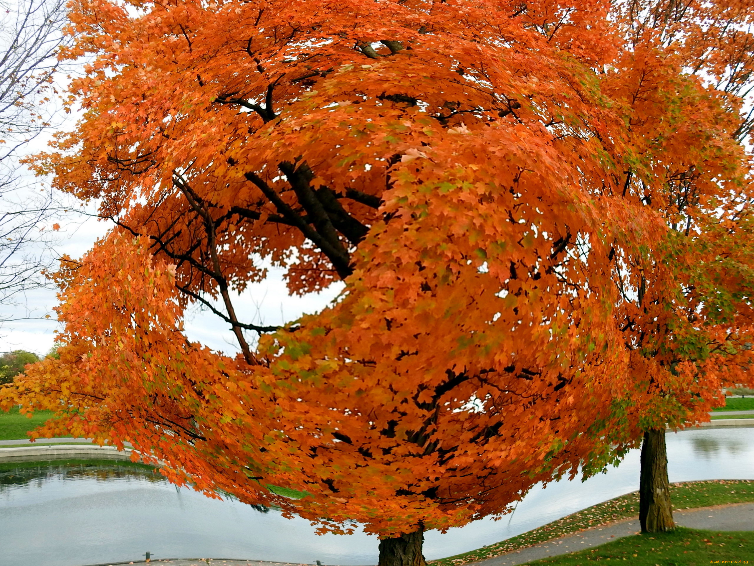 природа, деревья, осень