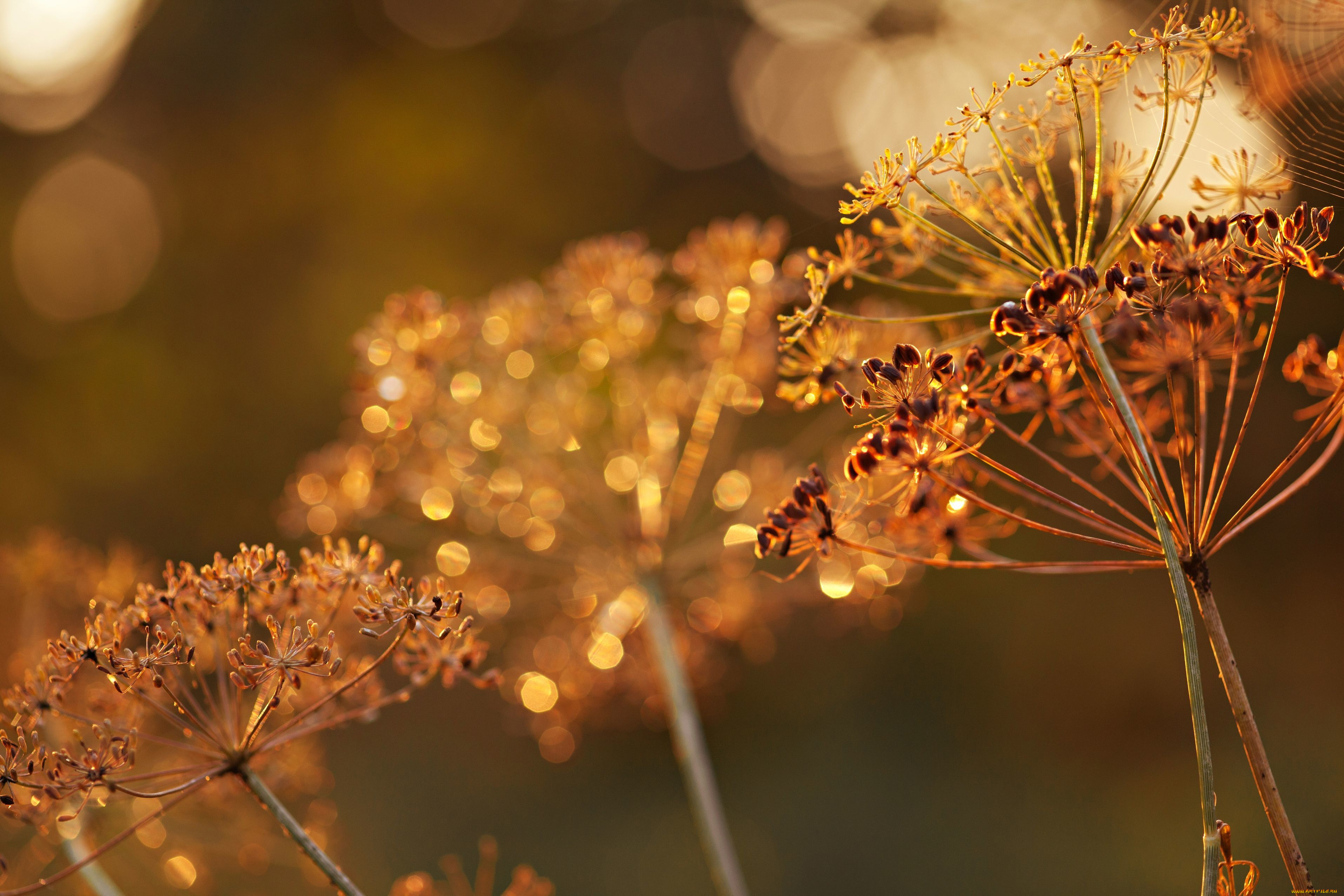 природа, макро, семена, укроп, зонтики