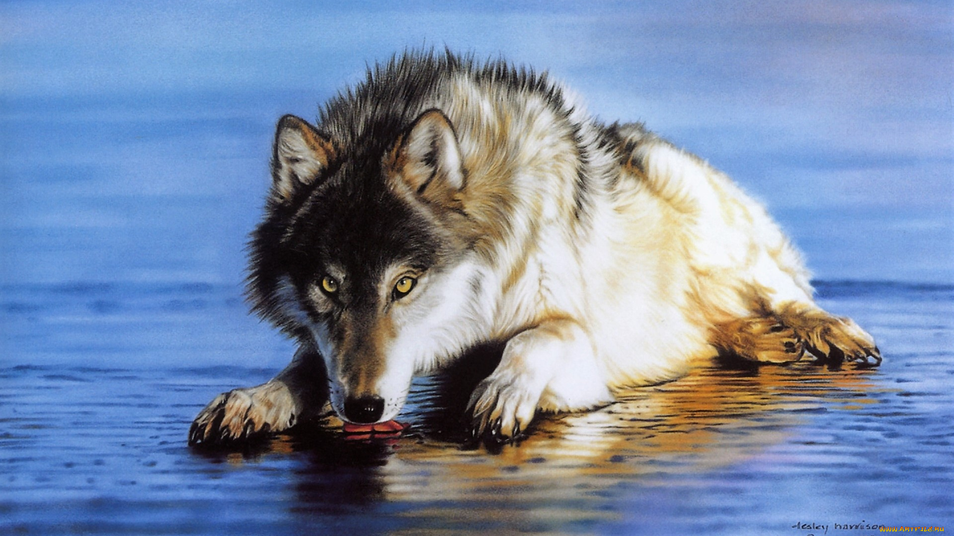 рисованное, lesley, harrison, волк, вода