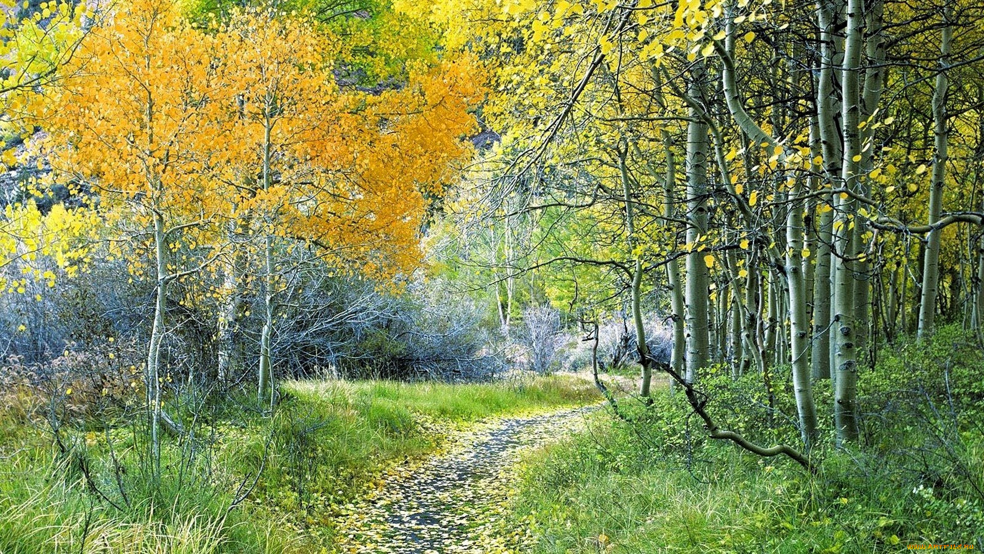 природа, лес, осень, листья, дорожка