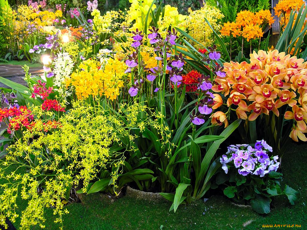 цветы, орхидеи