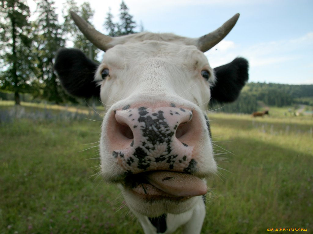 милка, вэй, животные, коровы, буйволы