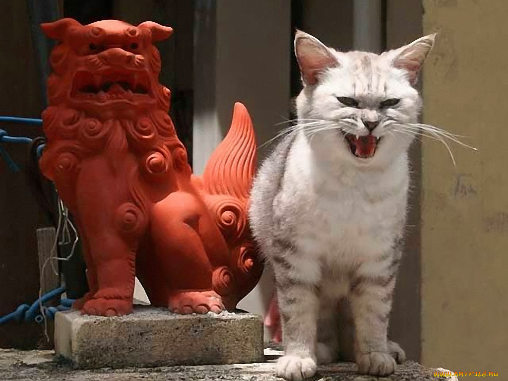 животные, коты