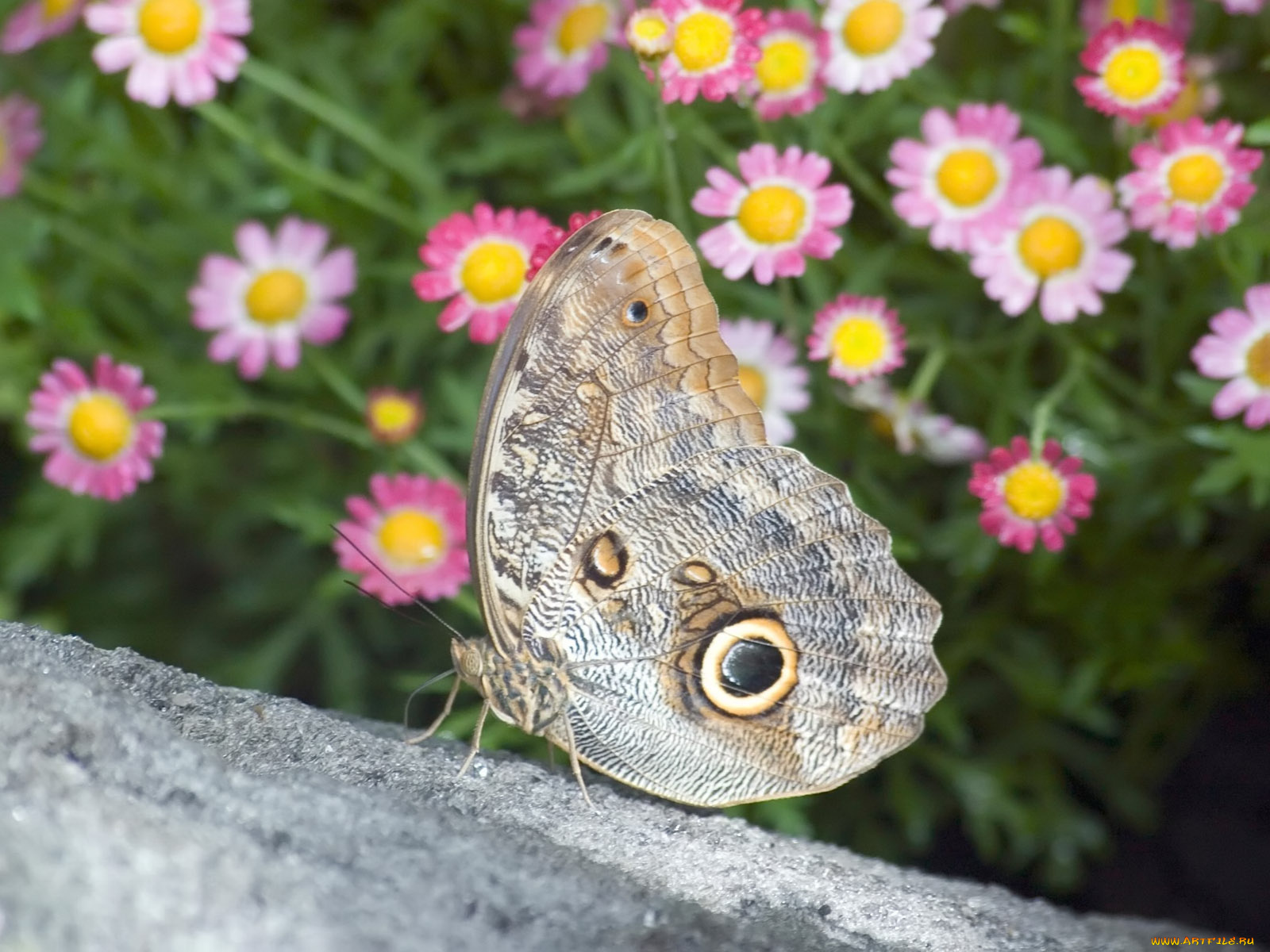 butterfly, 05, животные, бабочки