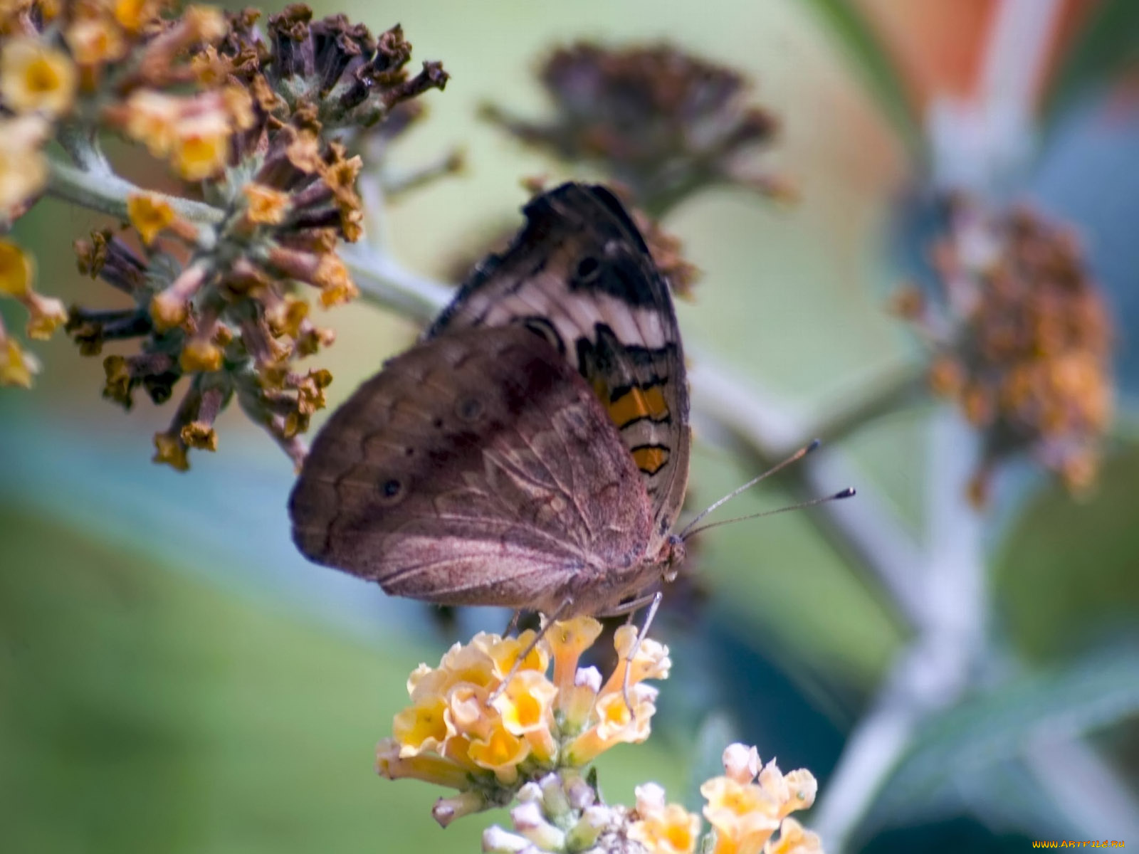 butterfly, 06, животные, бабочки