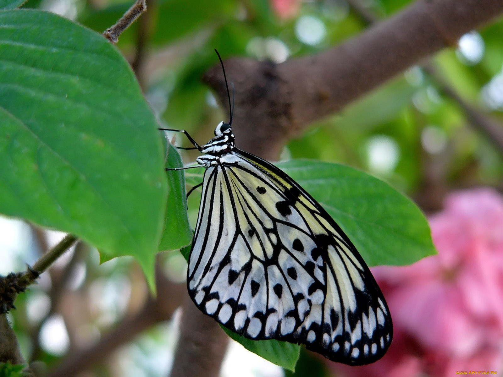 paper, kite, butterfly, животные, бабочки