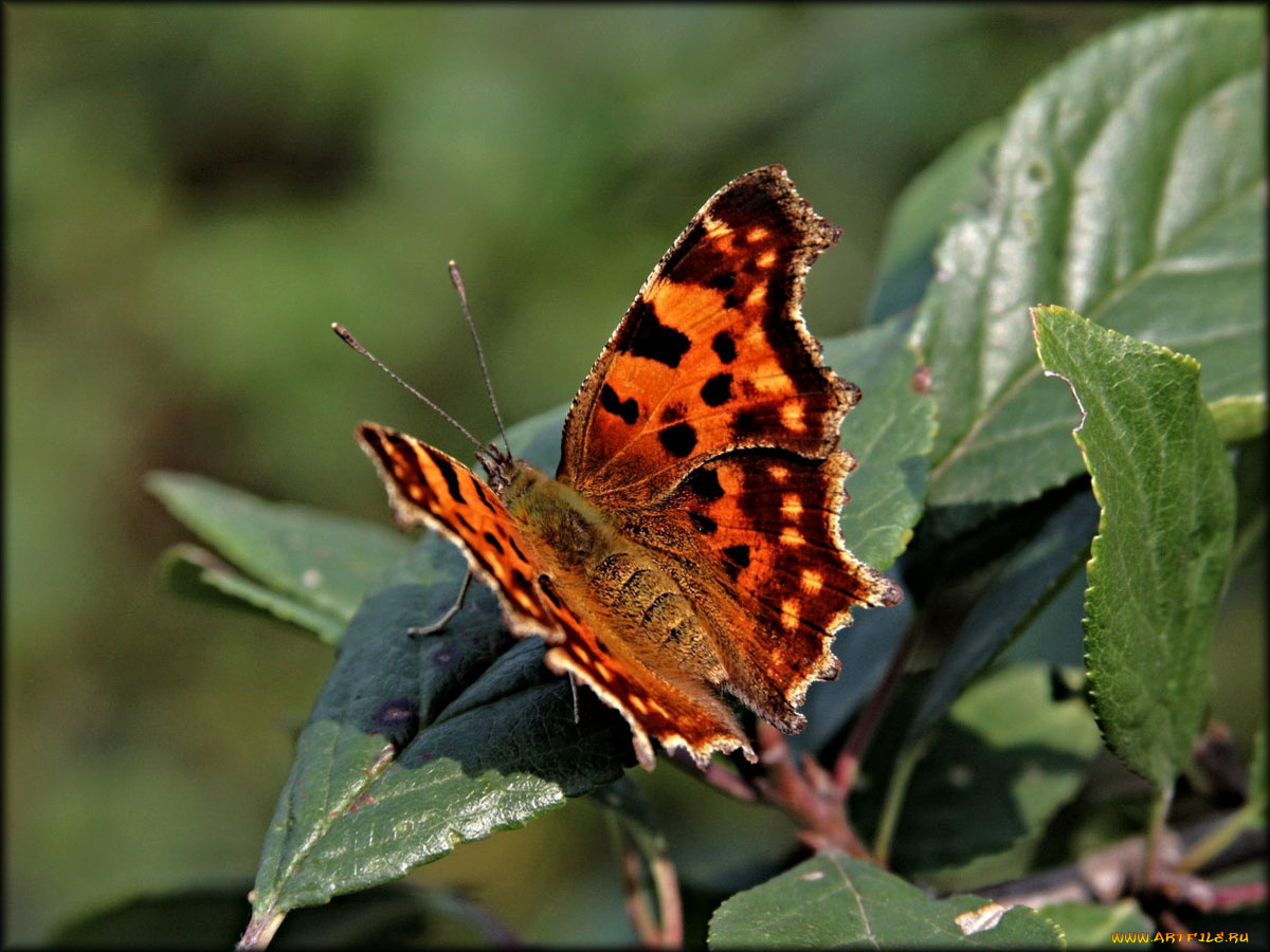 животные, бабочки