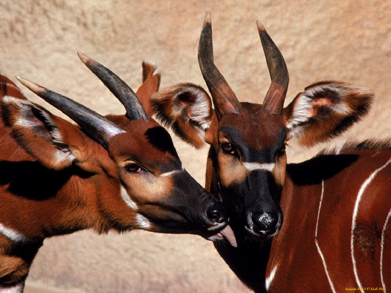 животные, антилопы