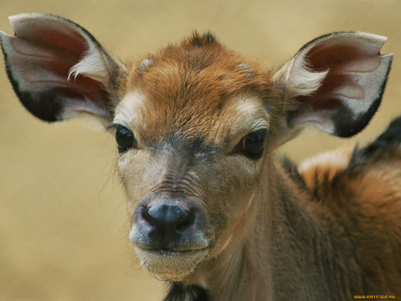 животные, антилопы