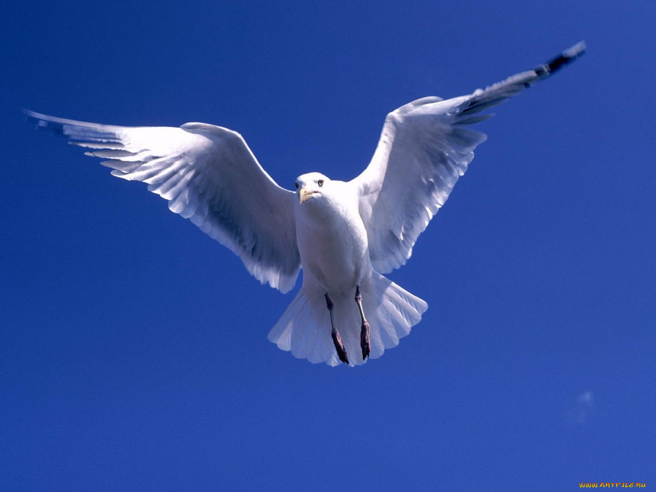 животные, Чайки, бакланы, крачки