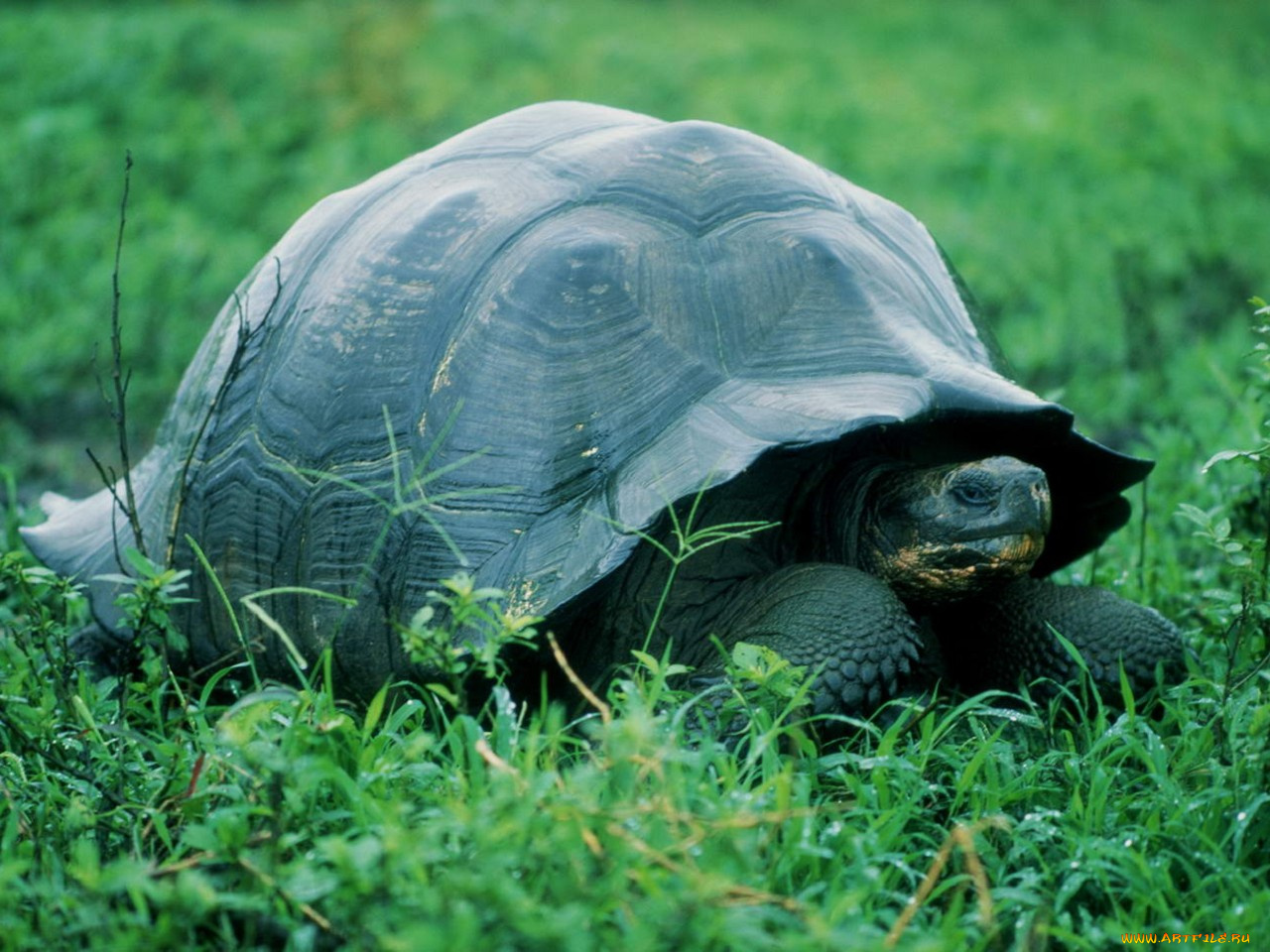 животные, Черепахи
