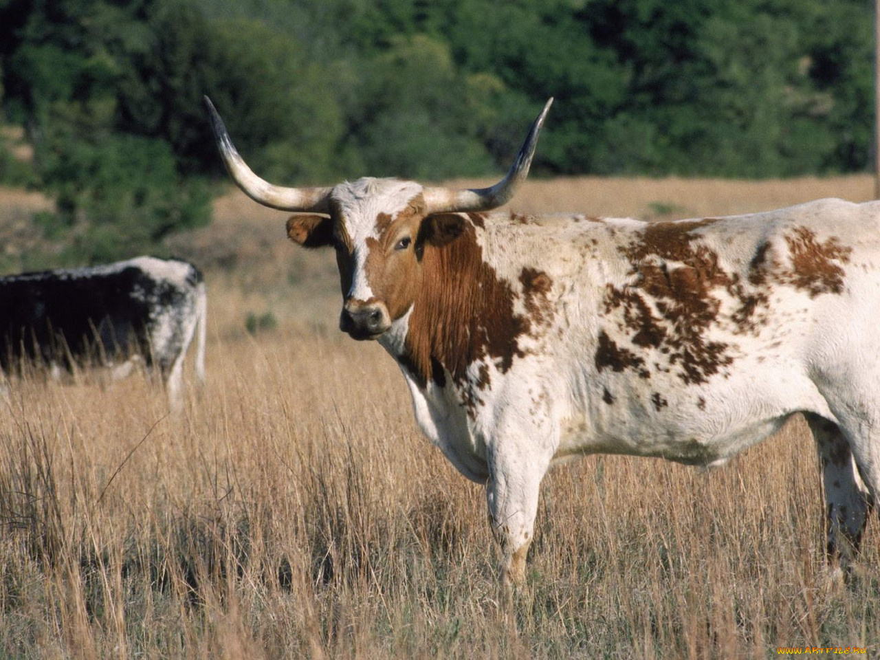 животные, коровы, буйволы