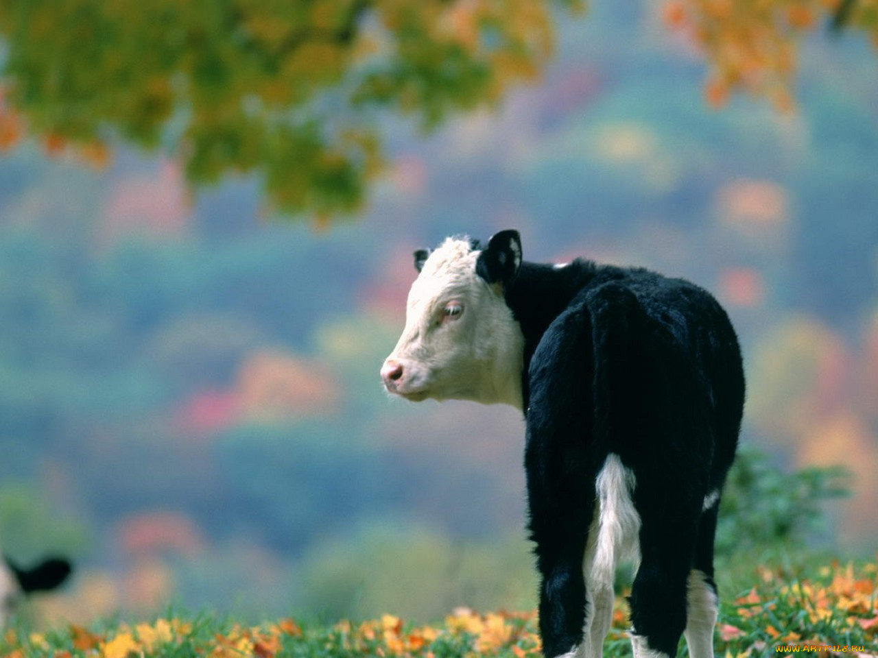 животные, коровы, буйволы