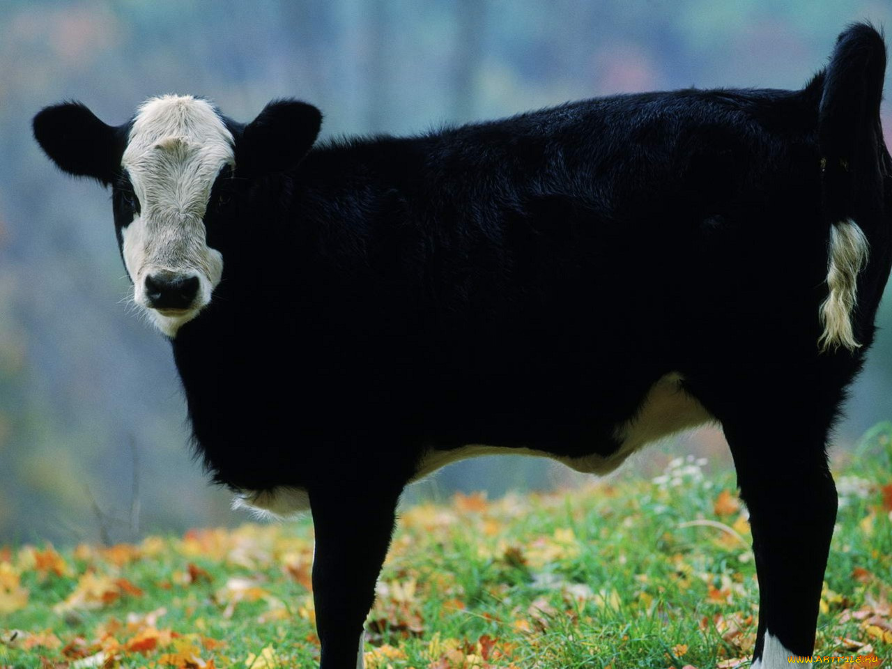 животные, коровы, буйволы