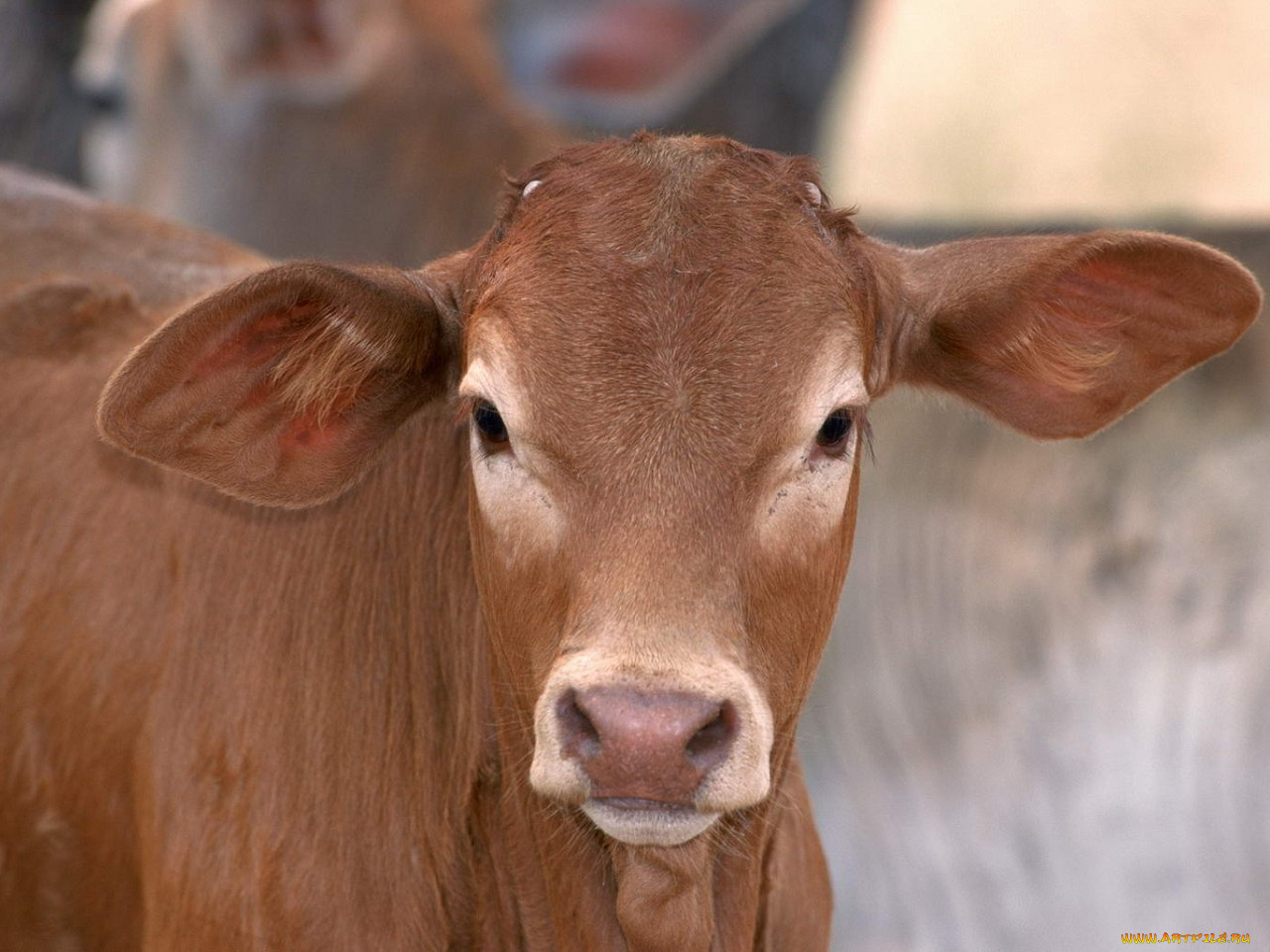 животные, коровы, буйволы