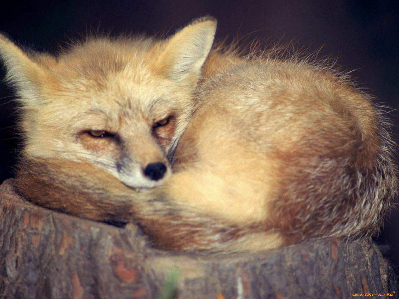 животные, лисы