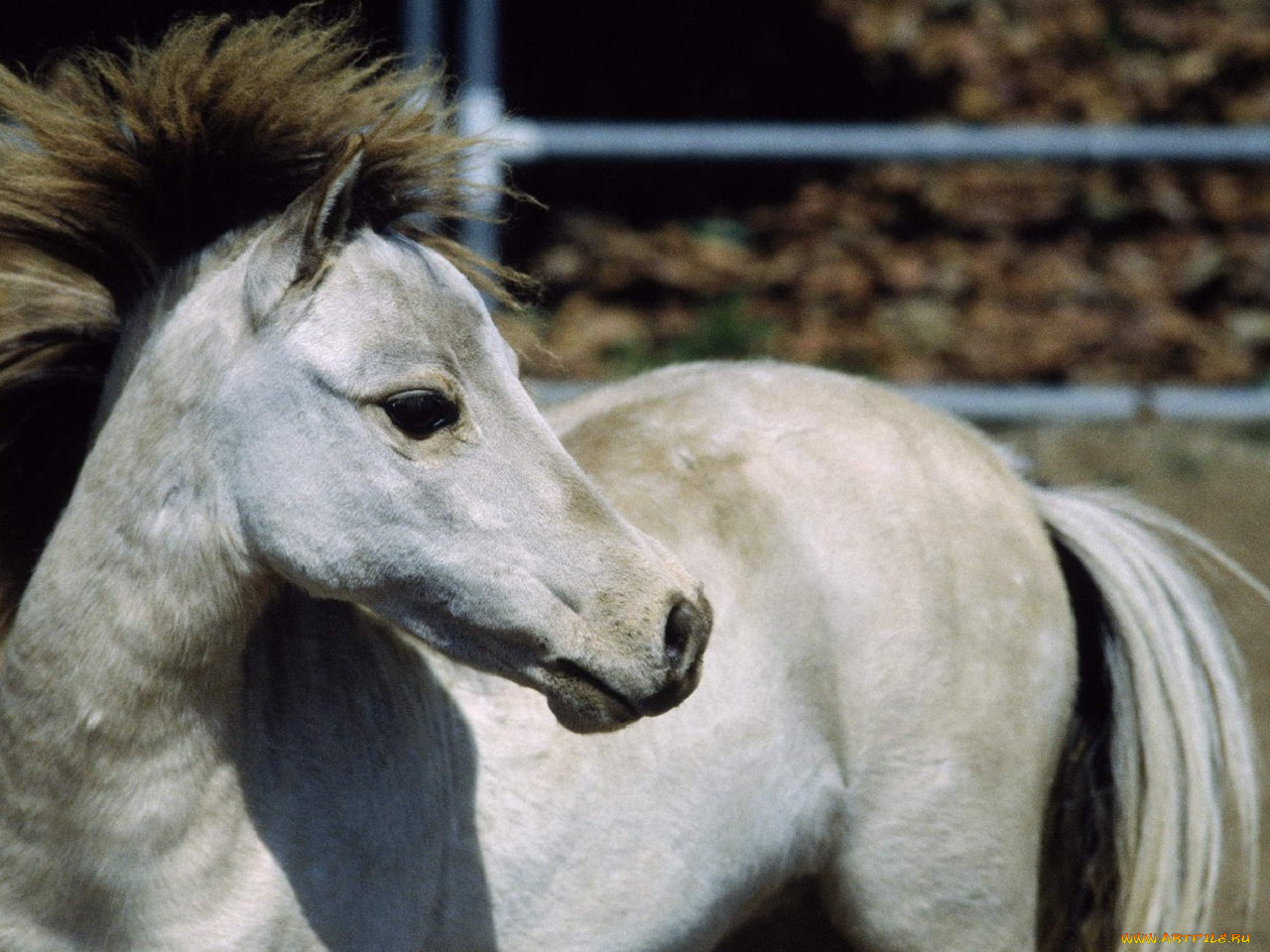 животные, лошади
