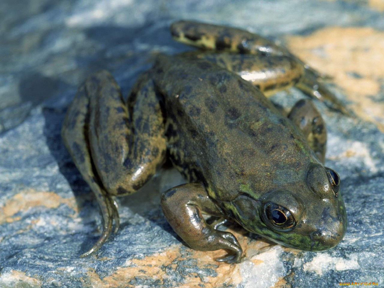 животные, лягушки