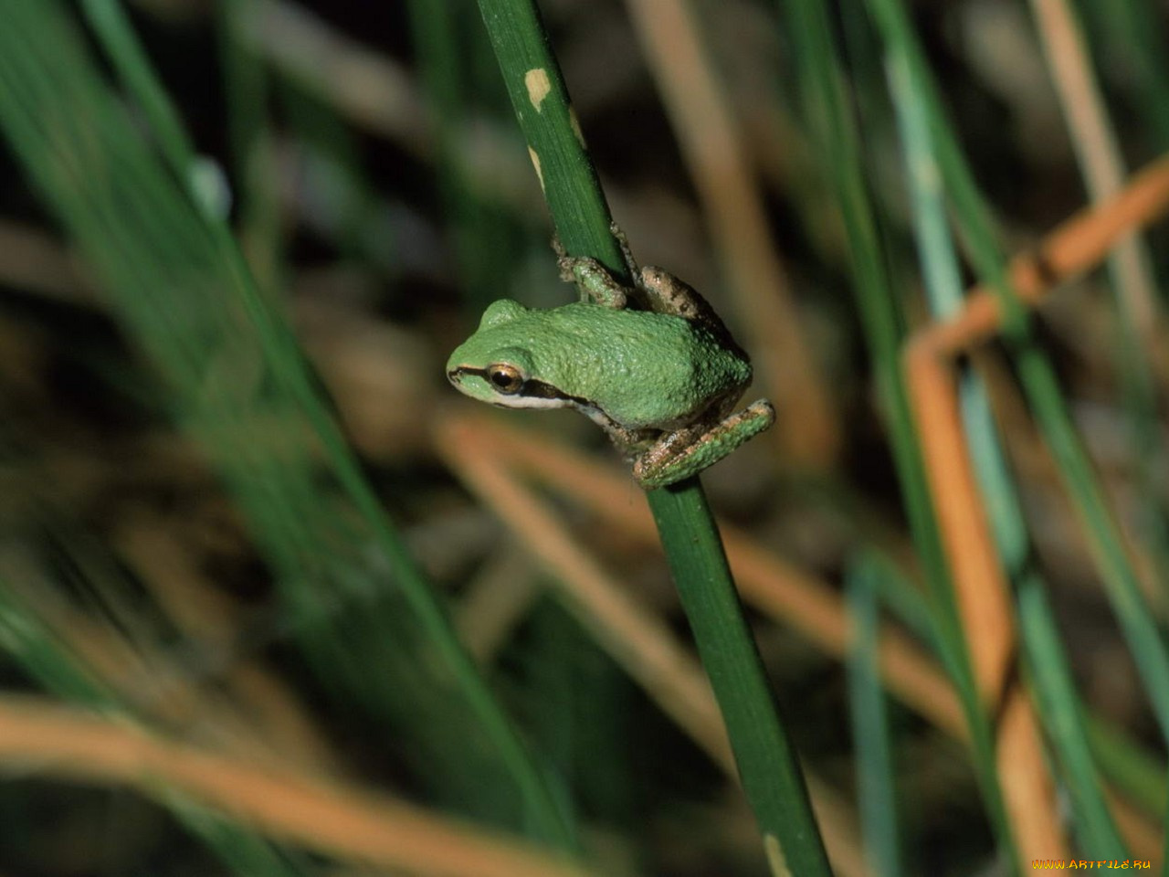 животные, лягушки