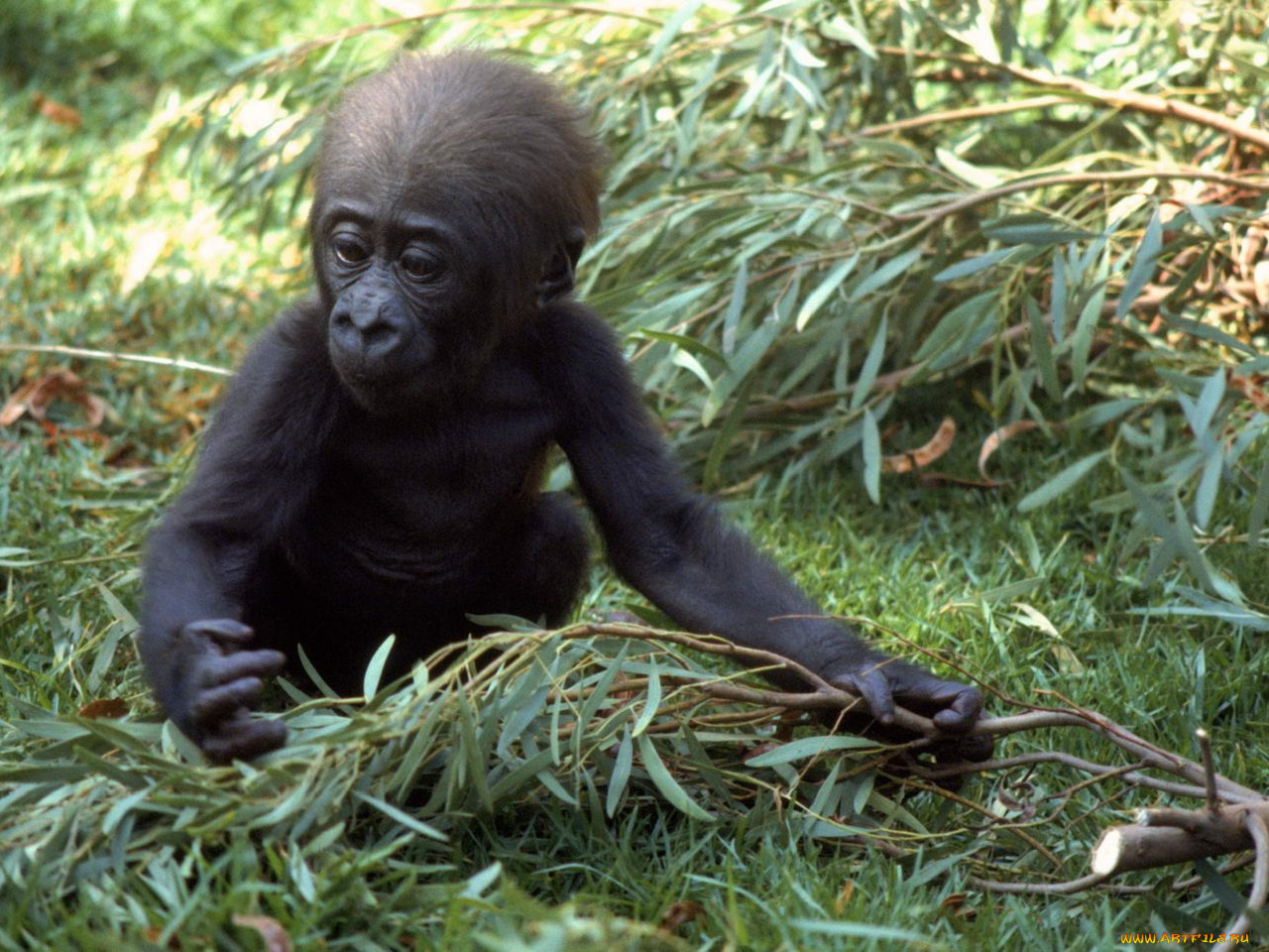 животные, обезьяны