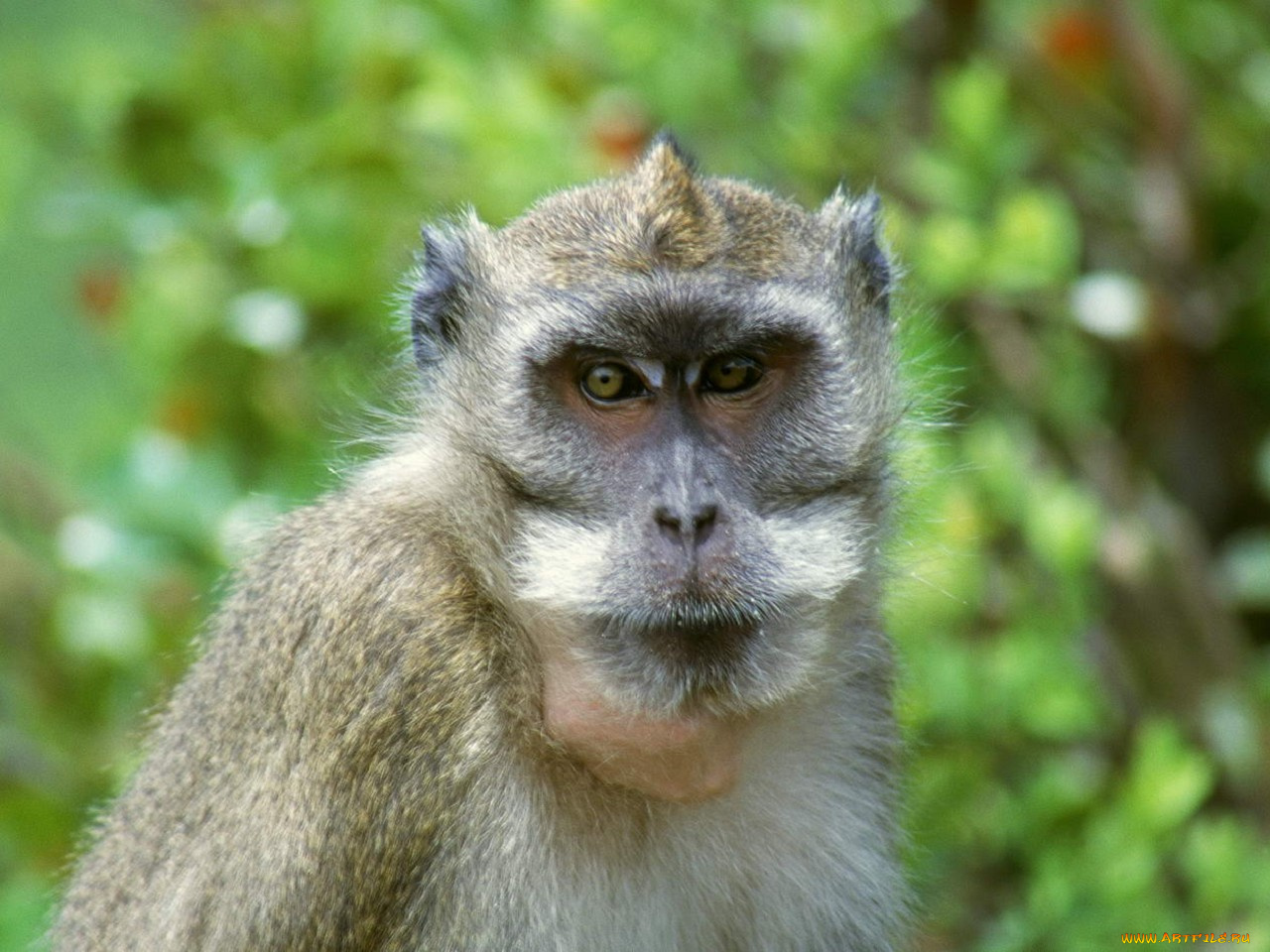 животные, обезьяны