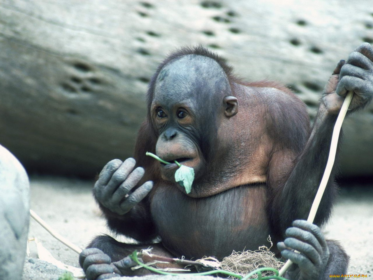 животные, обезьяны