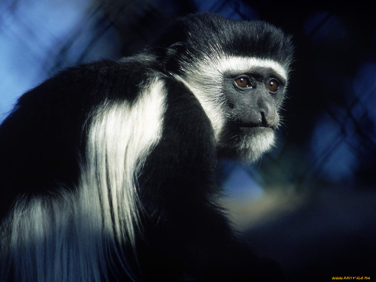 животные, обезьяны