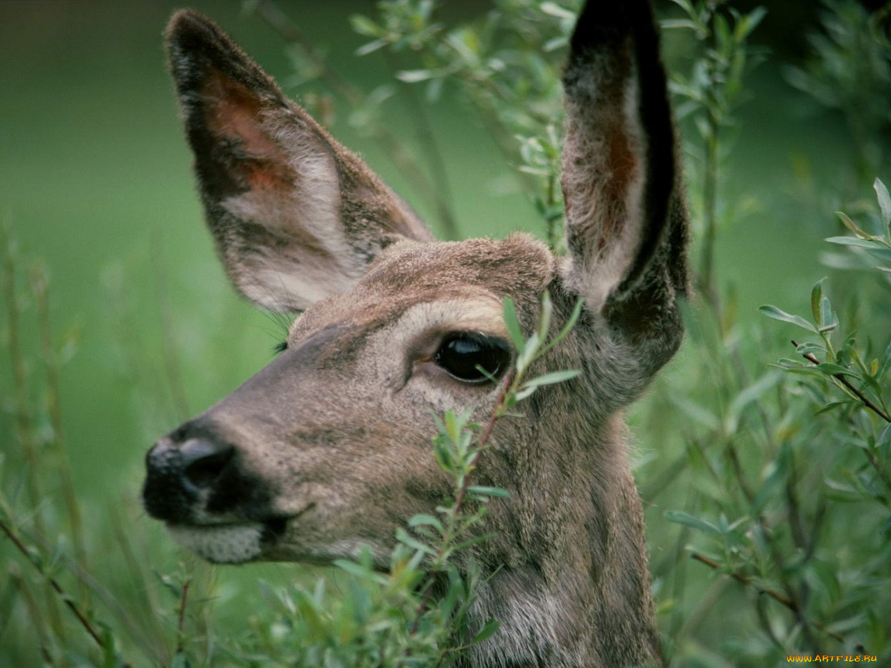 животные, олени