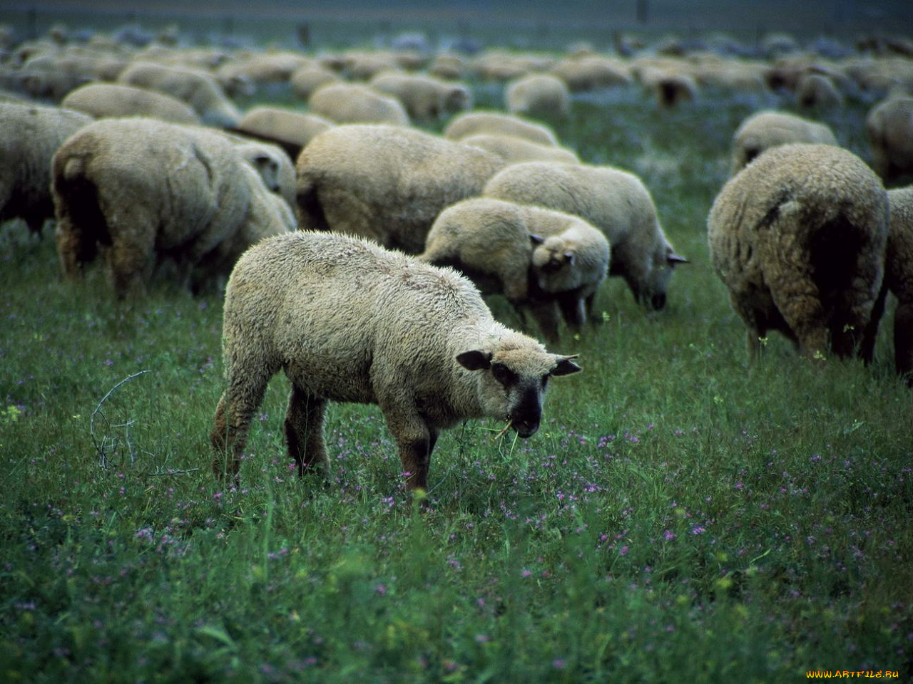 животные, овцы, бараны