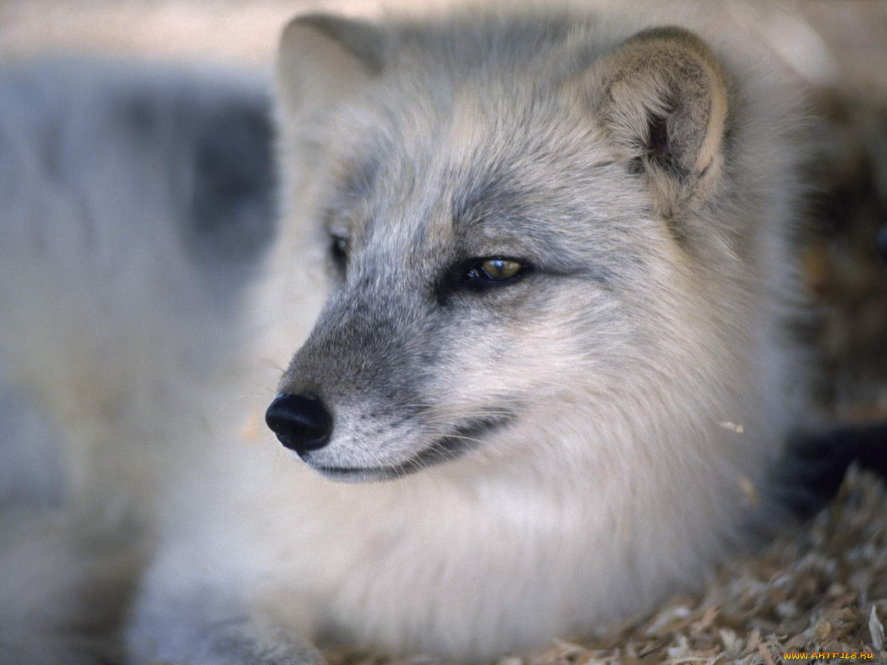 животные, песцы