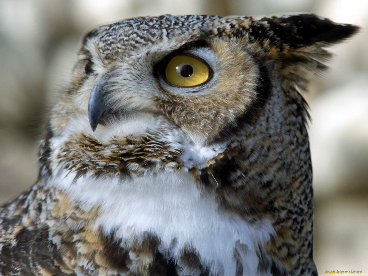 животные, совы