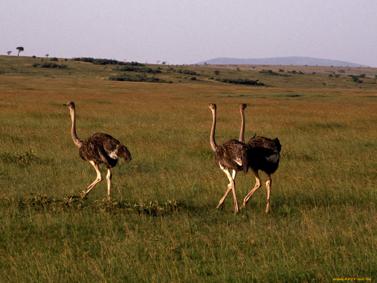 животные, страусы