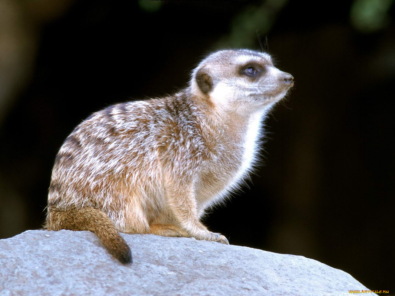 животные, сурикаты