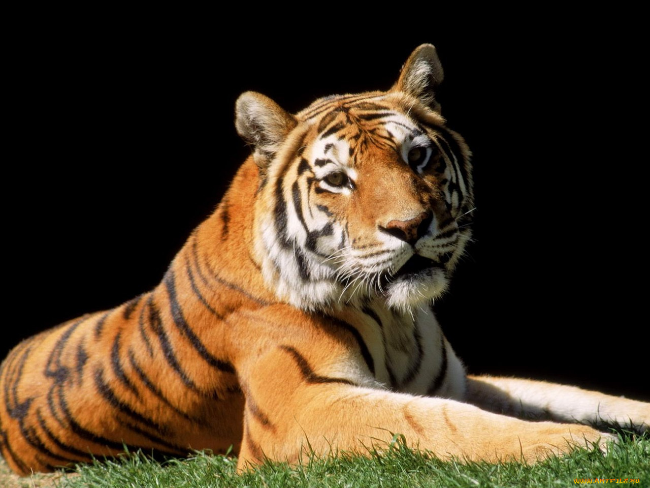 животные, тигры