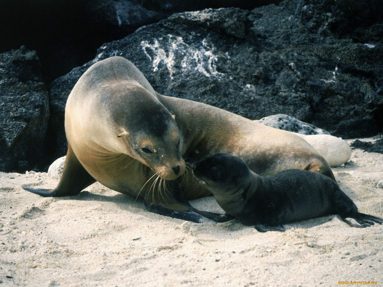 животные, тюлени, морские, львы, котики