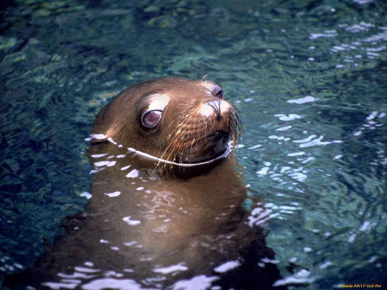 животные, тюлени, морские, львы, котики